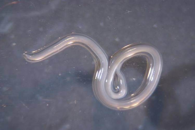 アニサキスの虫体