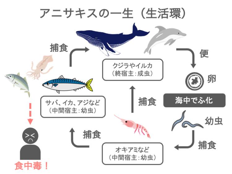 アニサキス症の原因
