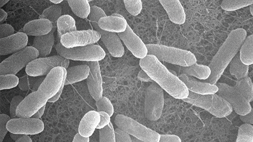 サルモネラ腸炎とは？