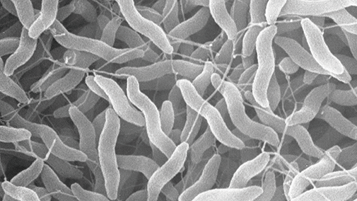 カンピロバクター腸炎とは？